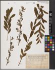 Foto von Salix aurita L. x Salix purpurea L.